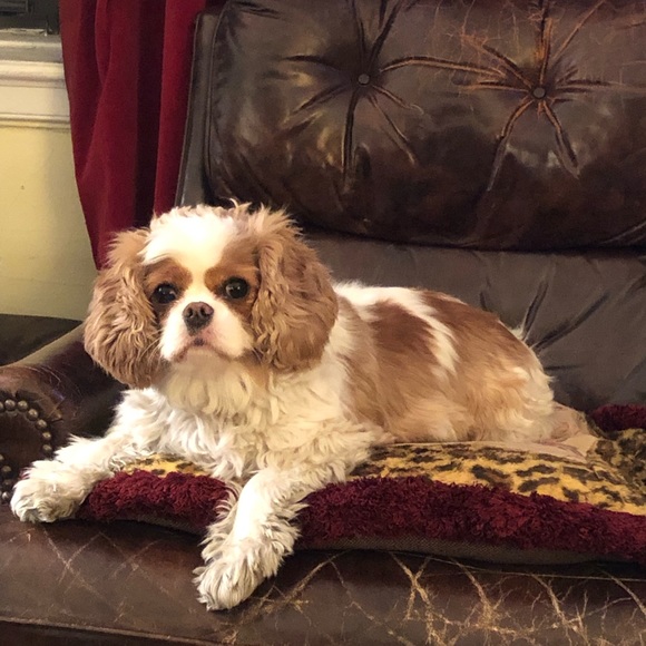 Meet your Posher, Charlotte - Picture 3 of 7